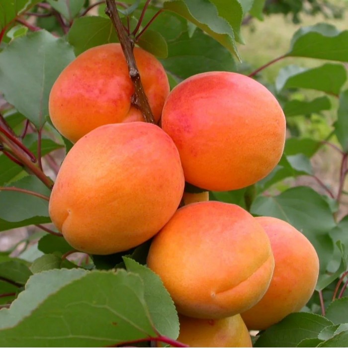 Абрикос Триумф Северный